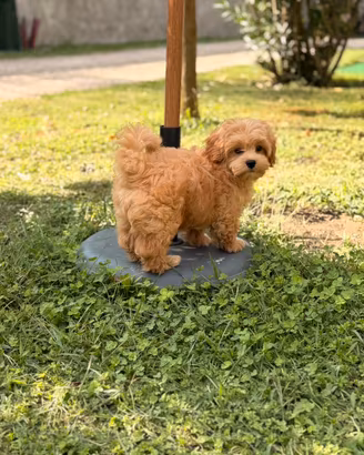 Maltipoo