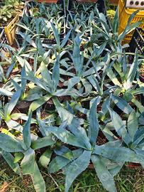 Agave americana e Rovere
