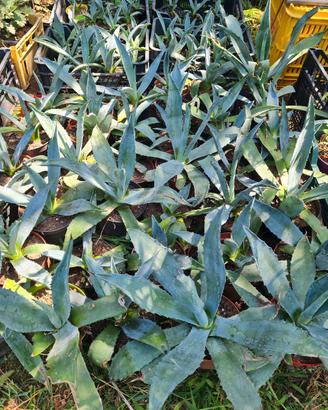 Agave americana e Rovere