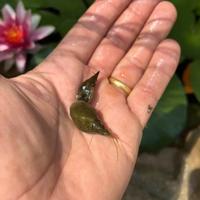 Lumache d acqua fredda