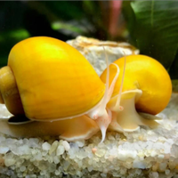 LUMACA acquario GOLD Ampullaria