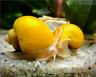 LUMACA acquario GOLD Ampullaria