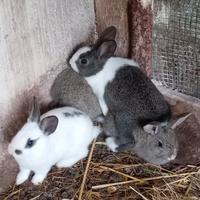 Conigli da allevamento