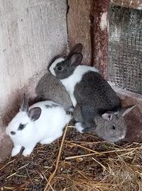Conigli da allevamento