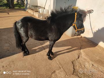 Poni