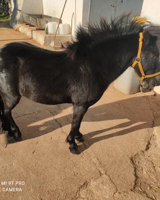 Poni