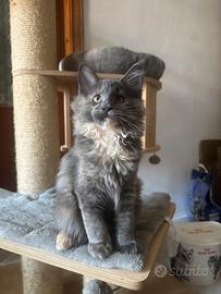 Maine coon