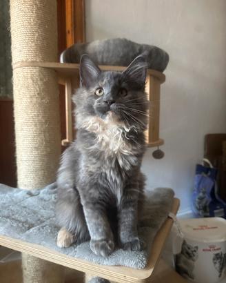 Maine coon