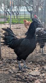 Ayam Cemani giovane