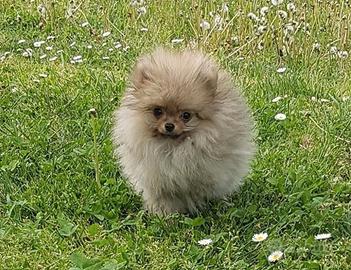 CUCCIOLI DI SPITZ TEDESCO NANO (POMERANIA)