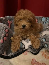 Barboncina Toy femmina