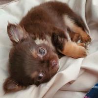 CHIHUAHUA TOY CUCCIOLI P. LUNGO CHOCO pag .12 mesi