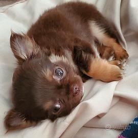 CHIHUAHUA TOY CUCCIOLI P. LUNGO CHOCO pag .12 mesi