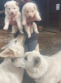 Cucciolo pastore svizzero