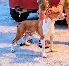 Jack Russell