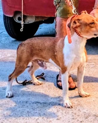 Jack Russell