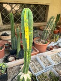 Pachanoi Jambo variegato