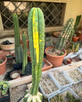 Pachanoi Jambo variegato