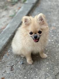 Volpino spitz pomerania nano