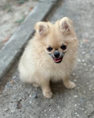 Volpino spitz pomerania nano