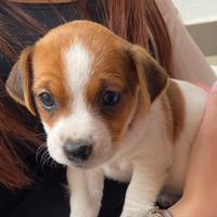 Jack Russel