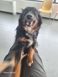 Cane simil pastore Australiano 