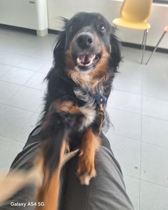 Cane simil pastore Australiano 