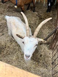 Capra