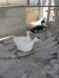 Anatroccoli Di Anatra Muta con Caruncole Nere