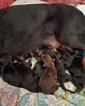 Cuccioli di Dobermann