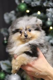 Spitz Pomeranian