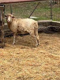 Animali da compagnia