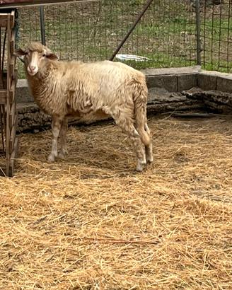 Animali da compagnia