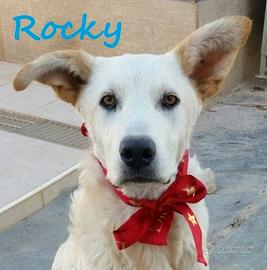 Rocky, Compagno fedele