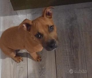 2 cuccioli di Pitt puri