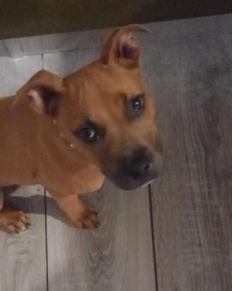 2 cuccioli di Pitt puri