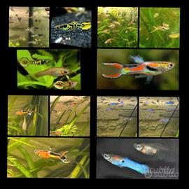Endler pesci acqua dolce diversi colori