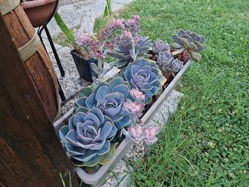 Echeveria "Perla di Norimberga"  - Succulenta