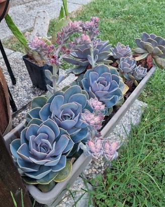 Echeveria "Perla di Norimberga"  - Succulenta