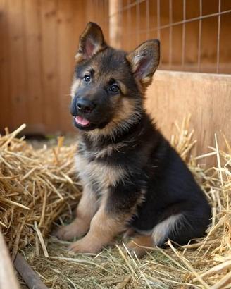 Disponibile cuccioli di pastore tedesco