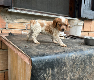 ULTIMO Cucciolo di espanuel Breton