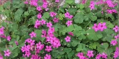Oxalis bulbi 4 stagione