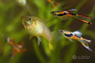 Endler femmina