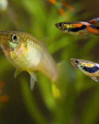 Endler femmina