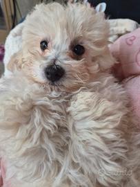 Barboncino piccolo nanetto