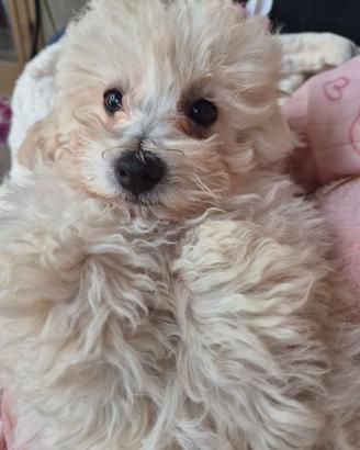 Barboncino piccolo nanetto