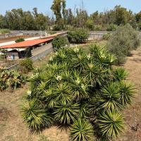 Pianta tronchetto della felicità