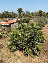 Pianta tronchetto della felicità