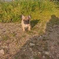 Buldog francesi maschi