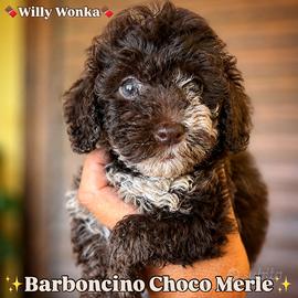 Barboncino Choco Merle occhi azzurri